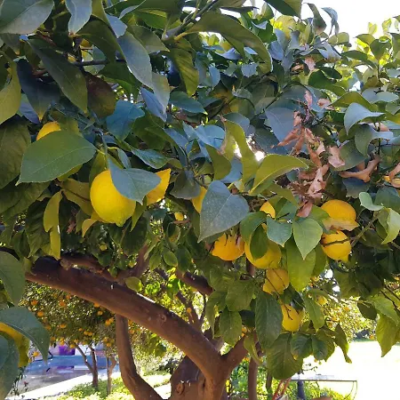 Giardino Dell'alcantara * تاورمينا