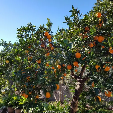 بيت للعطل Giardino Dell'alcantara تاورمينا